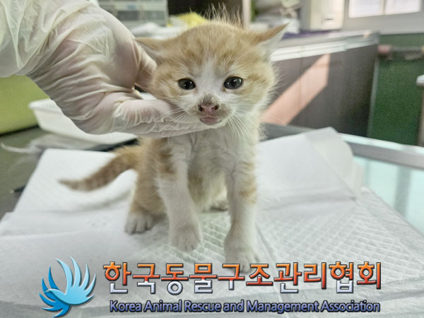 한국동물구조관리협회_441409202301942